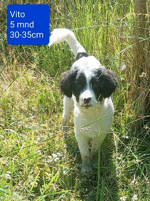 Felix en Vito zijn ter adoptie!, Dieren en Toebehoren, Honden | Niet-rashonden, Klein, Reu, Handelaar, Meerdere, Buitenland, 15 weken tot 1 jaar