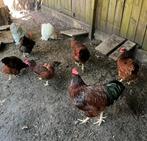 Kippen af te halen., Dieren en Toebehoren, Pluimvee, Meerdere dieren, Kip