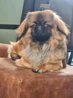 Pekingees dekreu NIET TE KOOP!, Rabiës (hondsdolheid), Eén hond, 3 tot 5 jaar, Nederland