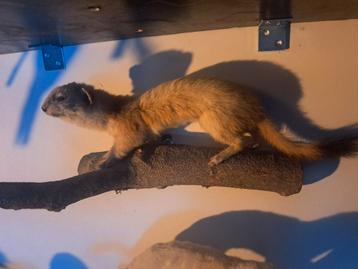 taxidermie taxidermy Opgezette "Hermelijn "  beschikbaar voor biedingen