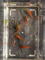 Gratis aangeboden mooie zwaarddragers, Vis, Zoetwatervis, Schoolvis