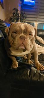 American bully, Dieren en Toebehoren, Honden | Bulldogs, Pinschers en Molossers, 15 weken tot 1 jaar, CDV (hondenziekte), Meerdere