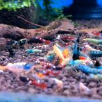 Aanbiedingen Caridina garnalen skittels mix bezorging, Dieren en Toebehoren, Vissen | Aquariumvissen, Kreeft, Krab of Garnaal