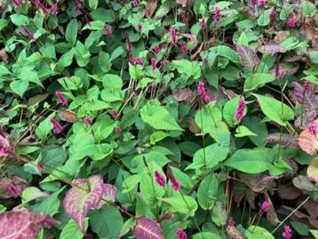 Duizendknoop of Persicaria beschikbaar voor biedingen