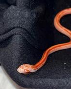 Korenslang Pantherophis Guttatus 0.1, Dieren en Toebehoren, Reptielen en Amfibieën, Slang, Tam, 0 tot 2 jaar