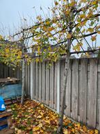 Leilindes te koop 6 stuks, Tuin en Terras, Planten | Bomen, Ophalen, Volle zon, Overige soorten