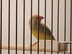 Binsenastrilde man 2025, Mannelijk, Tropenvogel