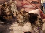 Britse langhaar x Maine Coon lief en fluffy, Dieren en Toebehoren, Katten en Kittens | Raskatten | Langhaar, Meerdere dieren, Ontwormd