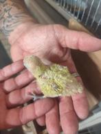 Jonge Agapornissen om tam te maken, Dieren en Toebehoren, Vogels | Parkieten en Papegaaien, Geslacht onbekend, Dwergpapegaai of Agapornis