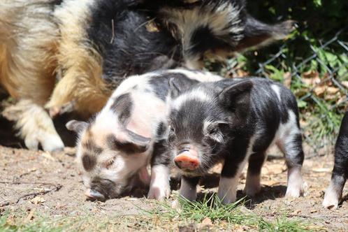 Stamboek Kune Kune big, Dieren en Toebehoren, Schapen, Geiten en Varkens, Varken, Meerdere dieren, 0 tot 2 jaar