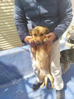 HzH-CANIJA, verlegen podenco meisje zoekt begripvol baasje, Particulier, Rabiës (hondsdolheid), 1 tot 2 jaar, Buitenland