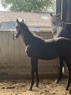 Sportief veulen van 20 mei van Secret Lover, Dieren en Toebehoren, Paarden, Hengst, Dressuurpaard, 0 tot 2 jaar