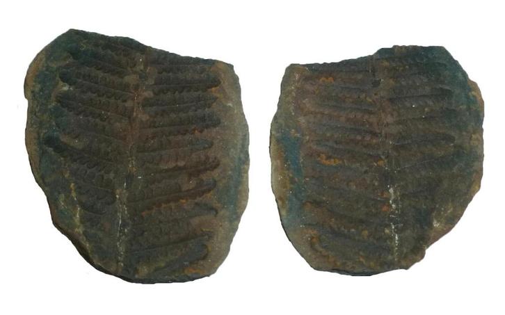 Fossiele varen - paar Herkomst: Mazon Creeks, Illinios, USA, Verzamelen, Mineralen en Fossielen, Fossiel, Ophalen of Verzenden