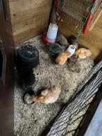 Zijdehoen kriel en faverolla hen, Dieren en Toebehoren, Pluimvee, Vrouwelijk, Kip