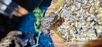 Bufo viridis  nakweek, Hagedis