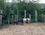 Bijrijdster/ verzorgsters gezocht omgeving Hoofddorp, Dieren en Toebehoren, Stalling en Weidegang
