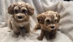 Te koop mooie maltipoo pups (maltezer x dwergpoedel), Parvo, Nederland, 8 tot 15 weken, Meerdere