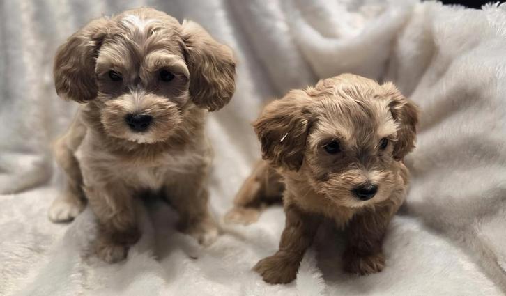 Te koop mooie maltipoo pups (maltezer x dwergpoedel), Dieren en Toebehoren, Honden | Niet-rashonden, Klein, Meerdere dieren, Fokker | Professioneel