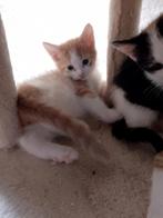 Rode en andere leuke Kittens, Dieren en Toebehoren, Katten en Kittens | Overige Katten, Meerdere dieren, 0 tot 2 jaar