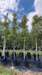 Acer triflorum driebloemige esdoorn bomen, Ophalen of Verzenden, Halfschaduw, Overige soorten