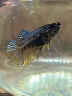 Betta vis vrouw, Dieren en Toebehoren, Vissen | Aquariumvissen, Vis, Zoetwatervis