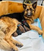 Duitse Herder x Cane Corso puppy’s te koop!, Rabiës (hondsdolheid), 8 tot 15 weken, Meerdere, Meerdere dieren