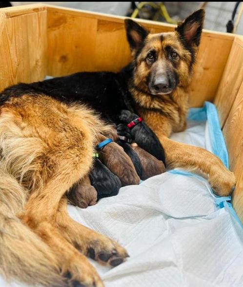 Duitse Herder x Cane Corso puppy’s te koop!, Dieren en Toebehoren, Honden | Herdershonden en Veedrijvers, Meerdere dieren, Herder