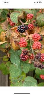 Braam plant ps €5, Tuin en Terras, Planten | Tuinplanten, Ophalen of Verzenden, Overige soorten, Volle zon