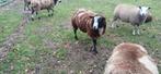 Overjarige bonte dekram te koop, Dieren en Toebehoren, Schapen, Geiten en Varkens, Mannelijk, Schaap, 0 tot 2 jaar