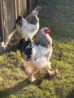 Brahma haan, ruim half jaar oud., Dieren en Toebehoren, Pluimvee, Mannelijk, Kip