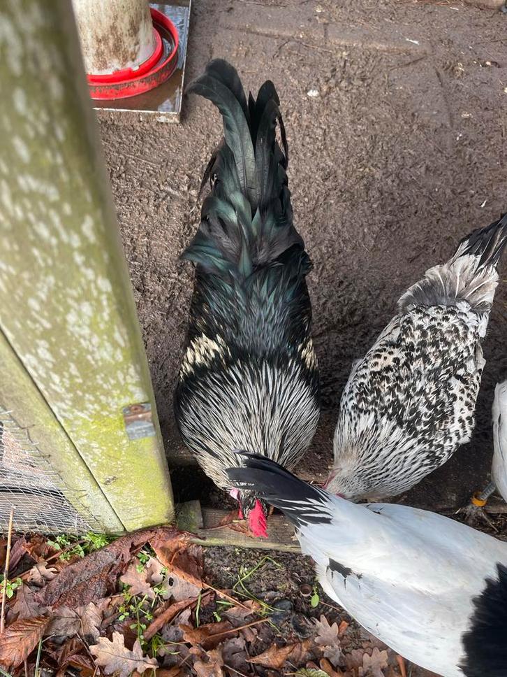 Mooie zwarte  tammen haan met mooie gekleurde strepen, Dieren en Toebehoren, Pluimvee, Kip, Mannelijk