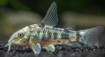 Corydora Paleatus beschikbaar voor biedingen