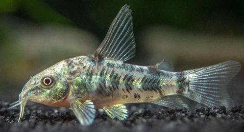 Corydora Paleatus, Dieren en Toebehoren, Vissen | Aquariumvissen, Vis