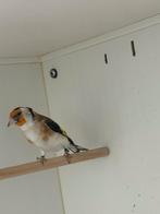 Majoorputter pop, Dieren en Toebehoren, Vogels | Overige Vogels, Vrouwelijk