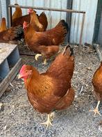 Grote New Hampshire ‘s, Dieren en Toebehoren, Pluimvee, Meerdere dieren, Kip