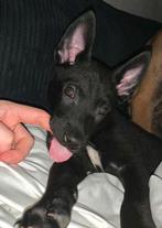 Zeer lieve sociale mechelse herder x hollandse herder pup, Dieren en Toebehoren, Ophalen of Verzenden