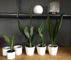 BIO Sanseveria stekjes kamerplanten vintage bloempotten, Minder dan 100 cm, Ophalen of Verzenden, Halfschaduw, In pot