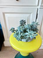 graptopetalum, Ophalen, Vetplant, Halfschaduw, In pot