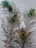 Pauwenveren - 5 stuks, Ophalen, Gebruikt, Materiaal