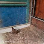 Japanse kwartel haan, Dieren en Toebehoren, Mannelijk