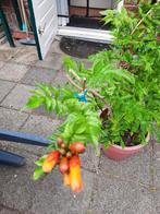 Trompetplant in bloeit biologisch opgekweekt., Ophalen, Zomer, Overige soorten, Volle zon