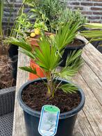 Super leuke schattige trachycarpus wagnerianus palmboom!!, Minder dan 100 cm, Zomer, Palmboom, Ophalen