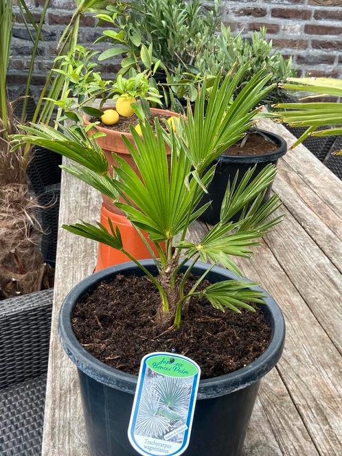 Super leuke schattige trachycarpus wagnerianus palmboom!!, Tuin en Terras, Planten | Bomen, Palmboom, Minder dan 100 cm, Volle zon