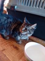 Half main coon kittens, Dieren en Toebehoren, Katten en Kittens | Overige Katten, Meerdere dieren, 0 tot 2 jaar