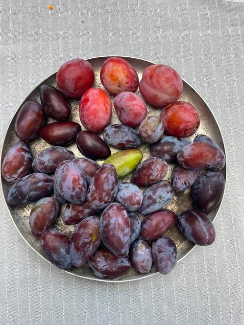 Blauwe pruimen, diverse appelsoorten en peren: € 1,5 / kilo, Huis en Inrichting, Banken | Bankstellen, Minder dan 150 cm, Ophalen of Verzenden