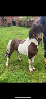 3 kleurige bonte hengst, Hengst