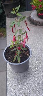 Winter harde fuchsia, Ophalen of Verzenden, Winter, Overige soorten, Volle zon