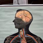 Vintage schoolplaat anatomie “Die Blutdrüsen Menschen” 1958, Ophalen of Verzenden