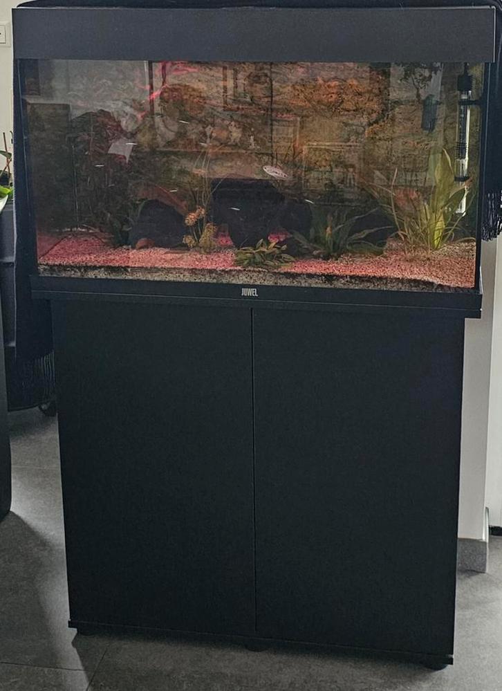 Juwel rio 125, Dieren en Toebehoren, Vissen | Aquaria en Toebehoren, Zo goed als nieuw, Gevuld zoetwateraquarium, Ophalen