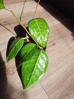 Hoya Verticillata Sp. Lampung, Ophalen, Overige soorten, Minder dan 100 cm